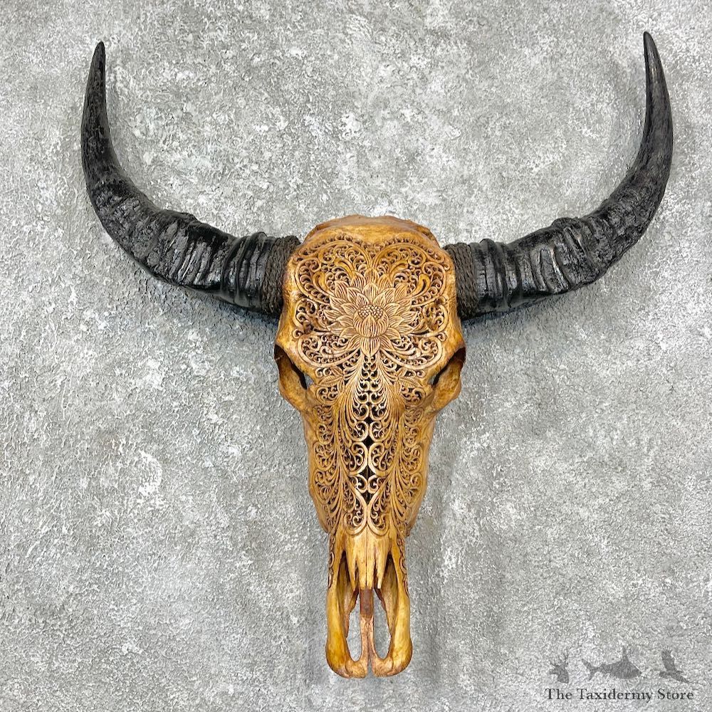Water Buffalo Skull European Mount For Sale #25926 @ The Taxidermy Store