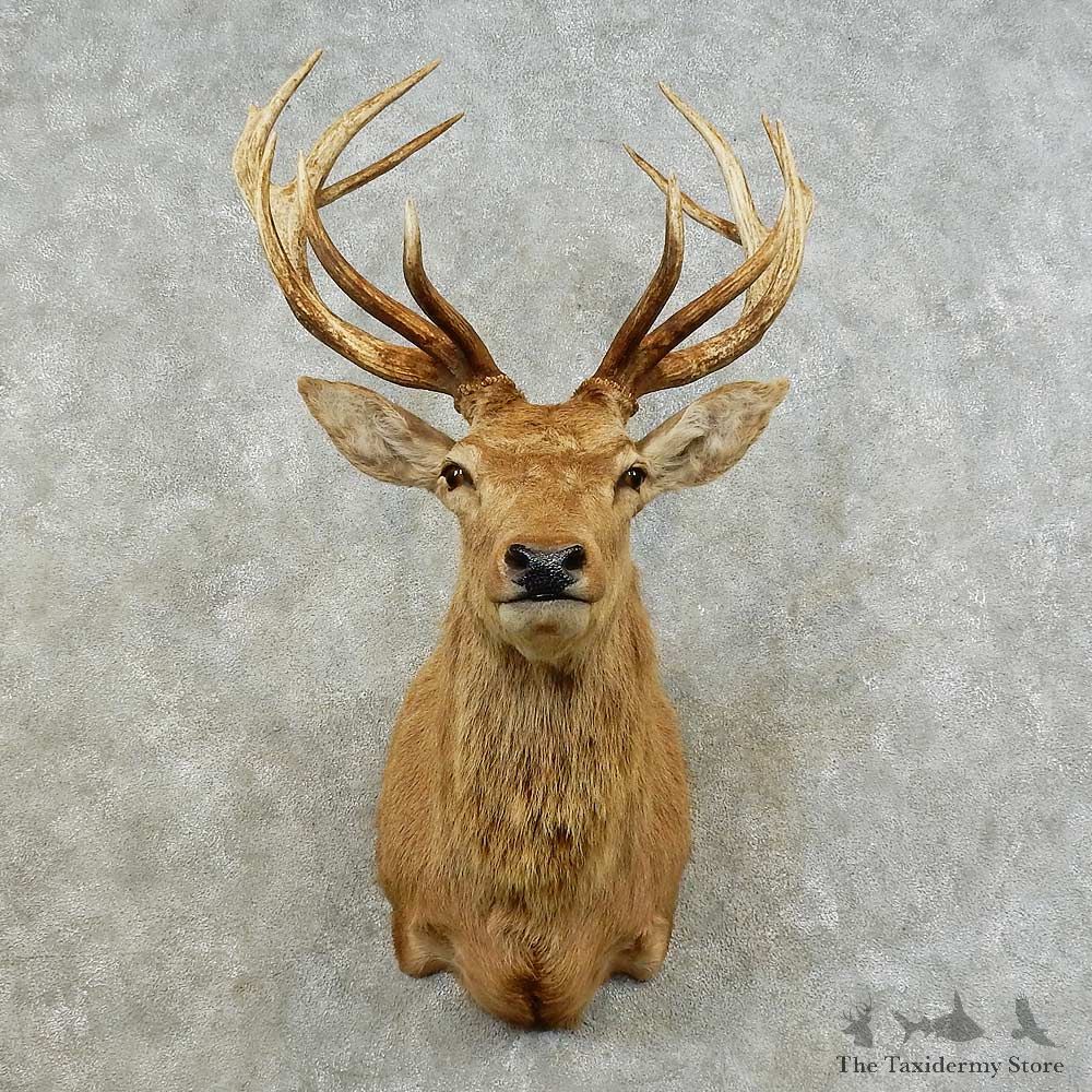 South Pacific Red Stag Shoulder Mount For Sale #16238 @ The Taxidermy Store