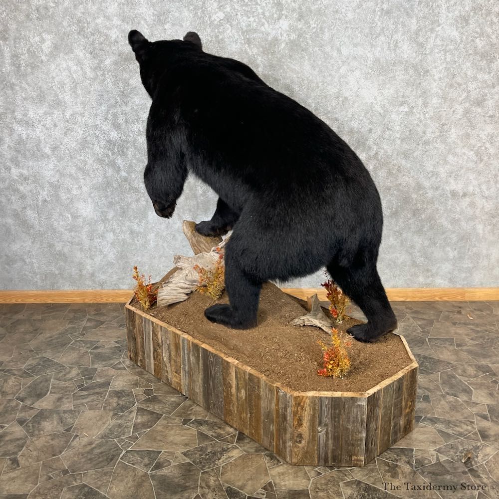 Black Bear Life-Size Mount For Sale #26742 @ The Taxidermy Store