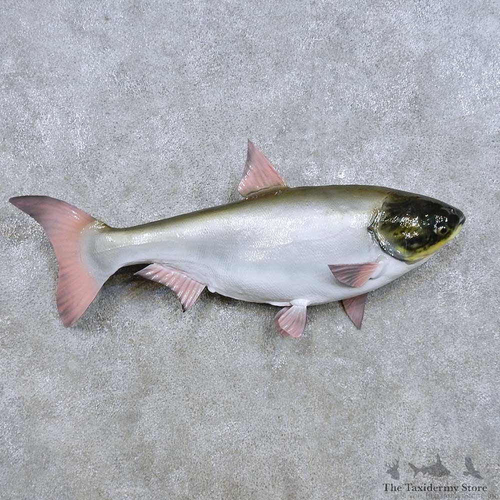 Asian Flying Carp Fish Mount For Sale #14460 @ The Taxidermy Store
