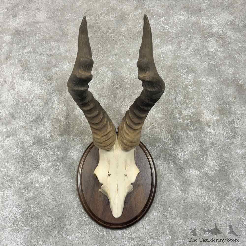 Hartebeest Skull Cap & Horns Mount For Sale #30651 @ The Taxidermy Store