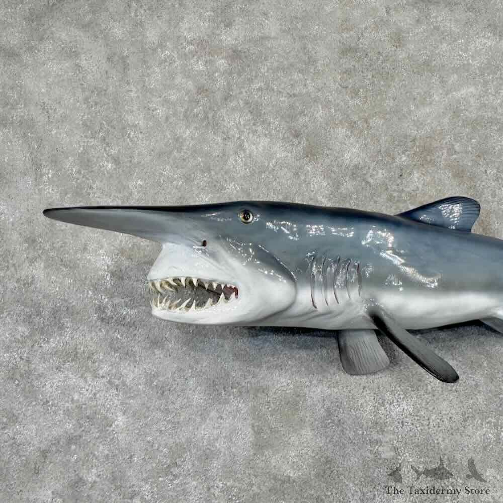 Goblin Shark Reproduction Mount For Sale #31854 @ The Taxidermy Store