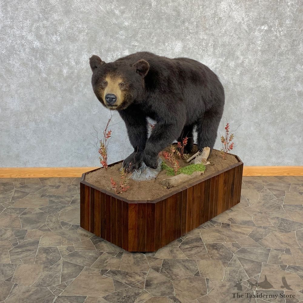 Black Bear Life-Size Mount For Sale #20791 @ The Taxidermy Store