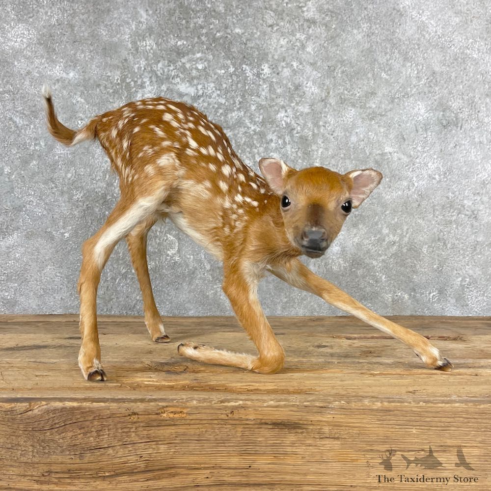Whitetail Deer Fawn Life-Size Mount For Sale #26996 - The Taxidermy Store
