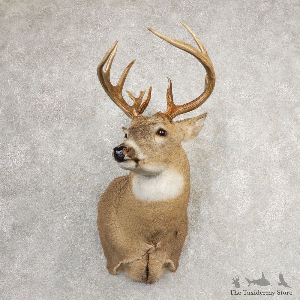 Whitetail Deer Shoulder Mount For Sale #21080 @ The Taxidermy Store