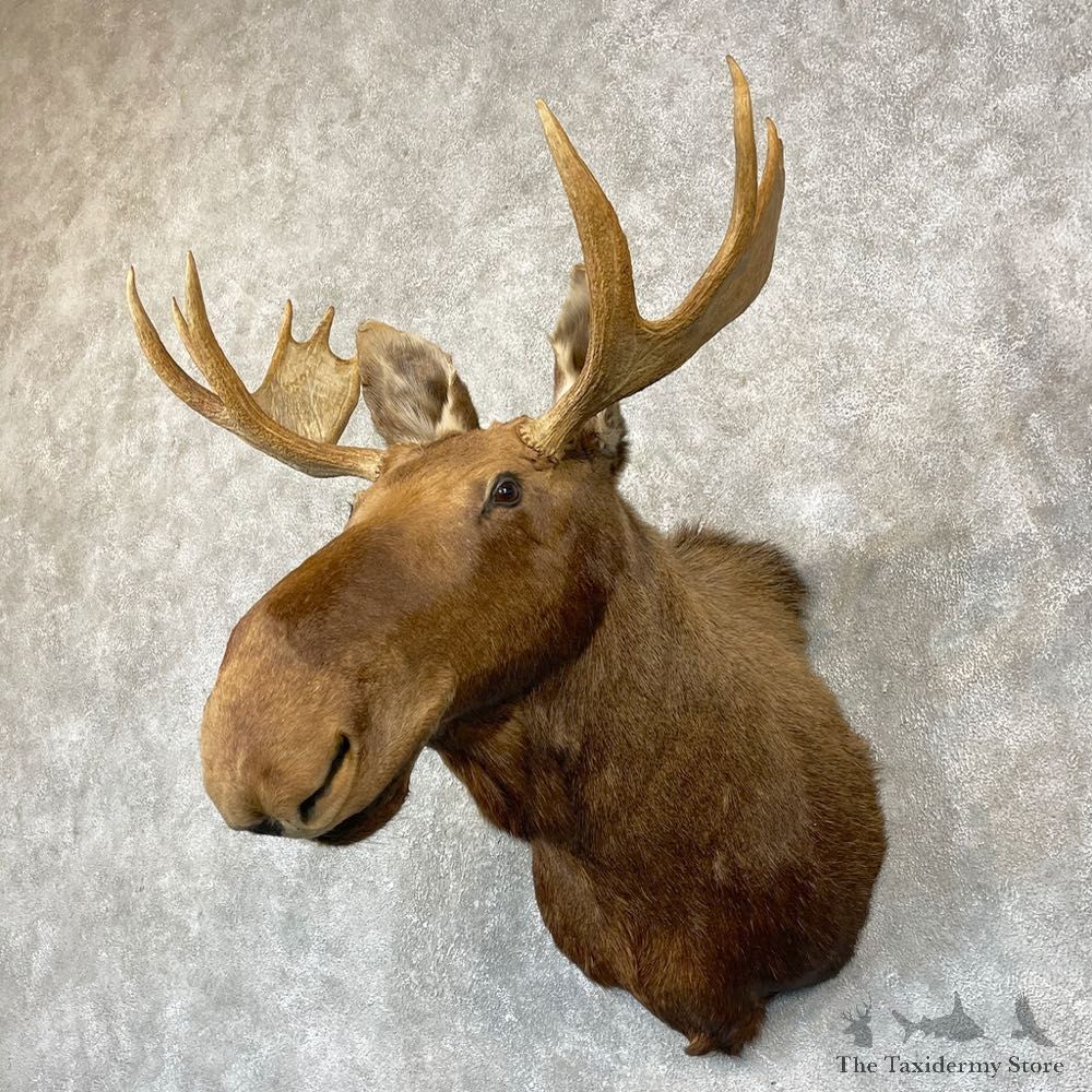 Moose Shoulder Mount For Sale #24747 @ The Taxidermy Store