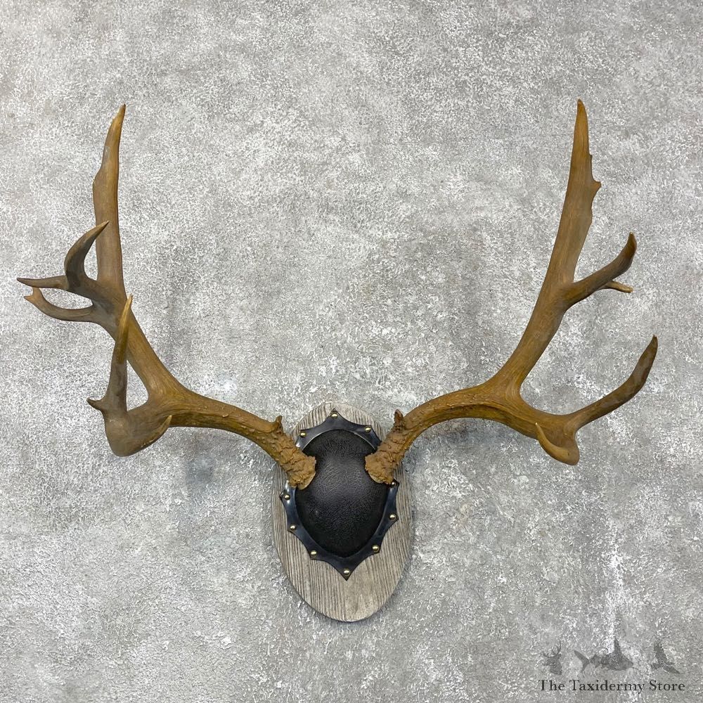 Mule Deer Taxidermy European Antler Plaque #24555 For Sale @ The Taxidermy Store