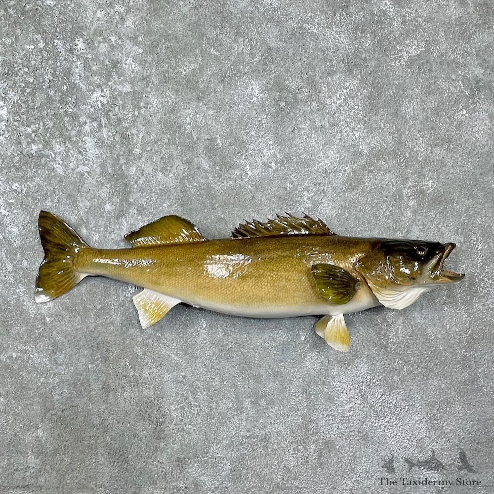 Walleye Taxidermy Fish Mount For Sale #25575 @ The Taxidermy Store