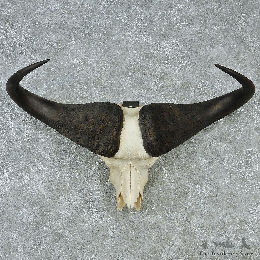 Cape Buffalo Skull and Horns Taxidermy Mount M1 #12730 For Sale @ The Taxidermy Store