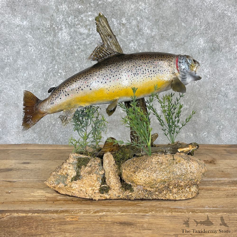Brown Trout Fish Mount For Sale #27199 @ The Taxidermy Store