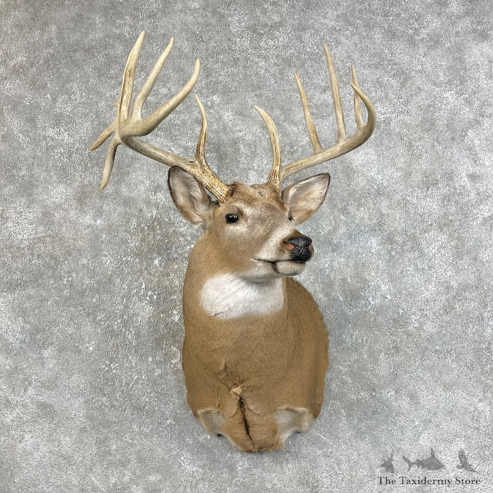 Whitetail Deer Shoulder Mount #25828 For Sale - The Taxidermy Store