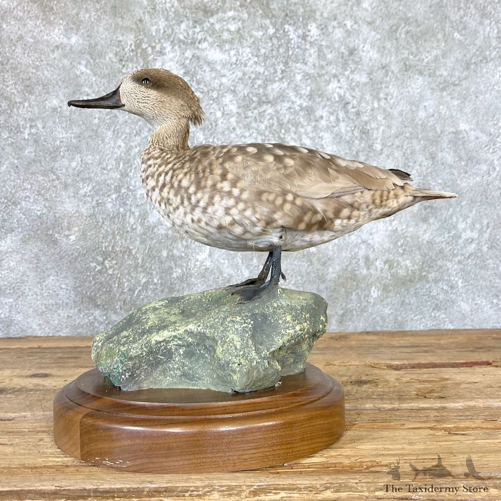 Marbled Teal Duck Bird Mount For Sale #26672 - The Taxidermy Store