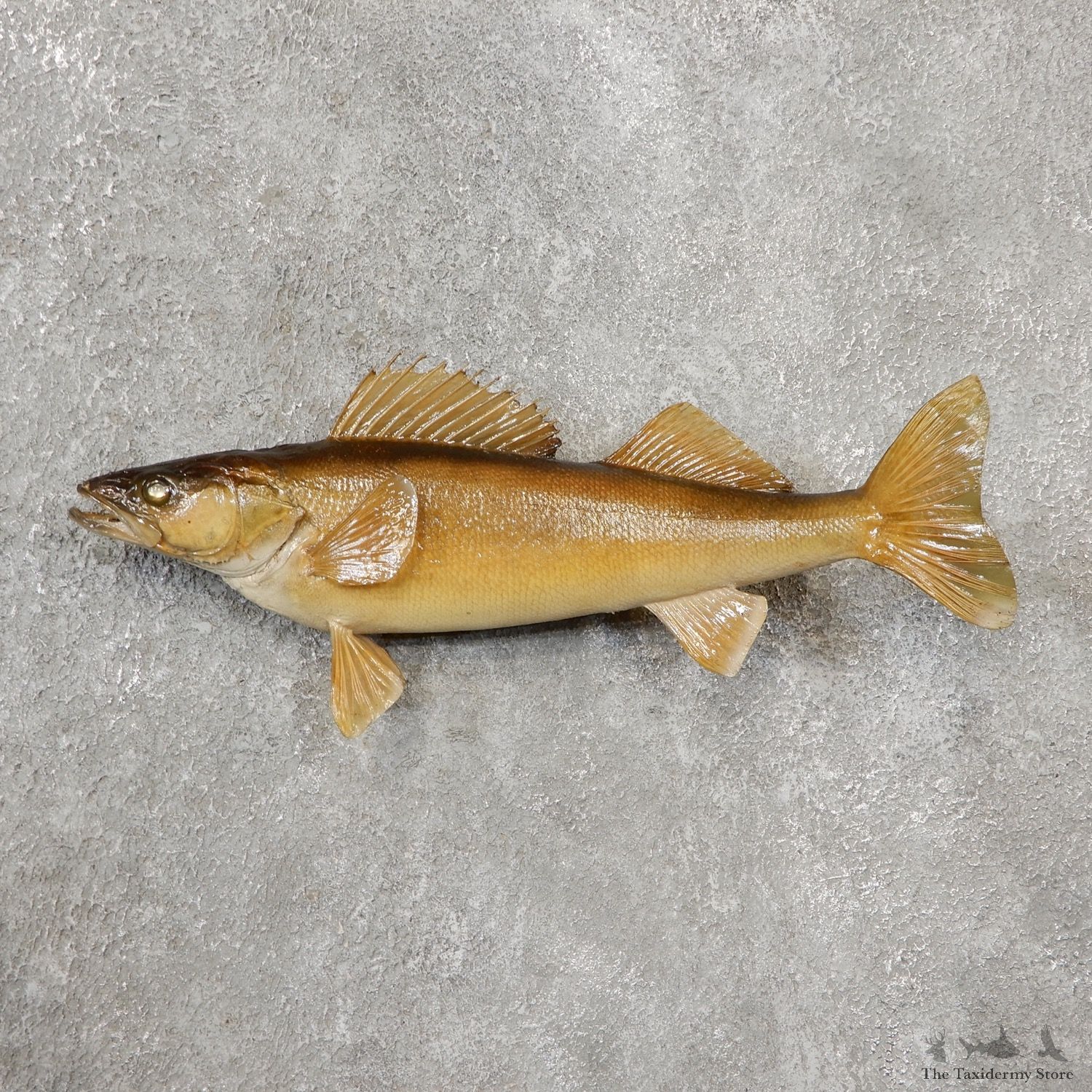 Walleye Taxidermy Fish Mount #19102 For Sale @ The Taxidermy Store