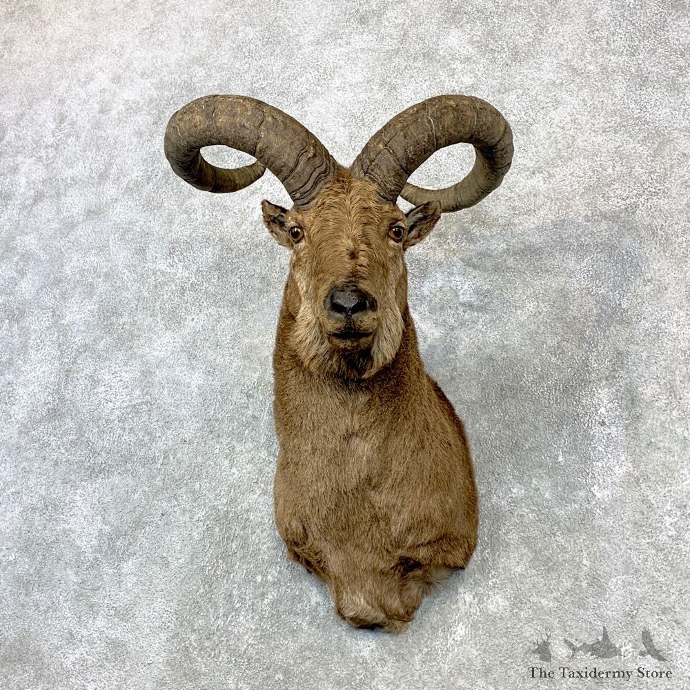 East-Caucasian Tur Taxidermy Shoulder Mount #23081 For Sale @ The Taxidermy Store