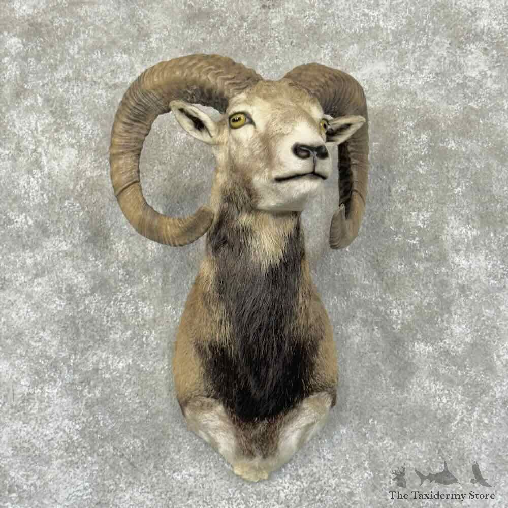 Corsican Ram Shoulder Mount For Sale #30876 @ The Taxidermy Store