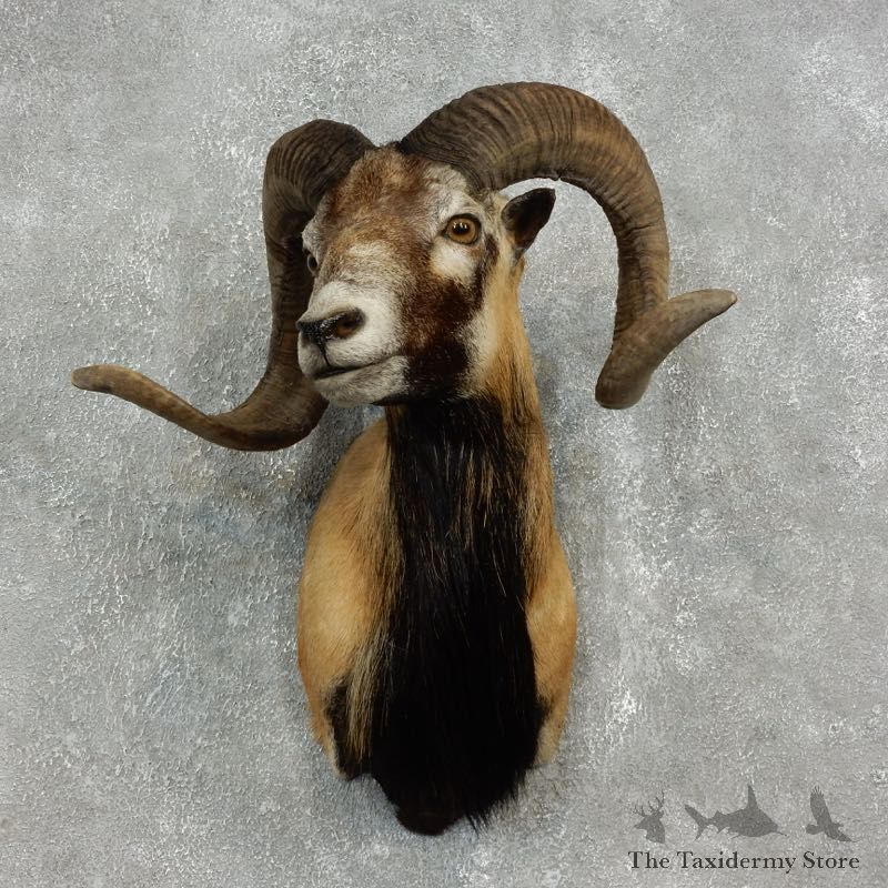 Corsican Ram Shoulder Mount For Sale #18856 @ The Taxidermy Store