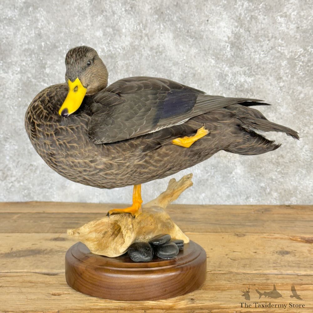 Black Duck Hen Bird Mount For Sale #28978 @ The Taxidermy Store