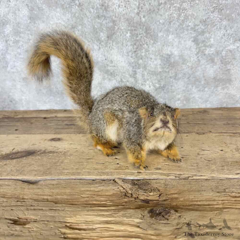 Fox Squirrel Life Size Mount For Sale #32273 @ The Taxidermy Store