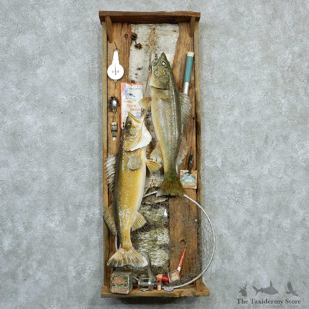 Captain's Classic Walleye Display Taxidermy Mount #13305 For Sale @ The Taxidermy Store