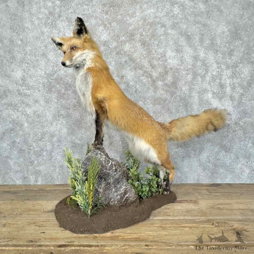 Red Fox Life-Size Mount For Sale #31573 @ The Taxidermy Store