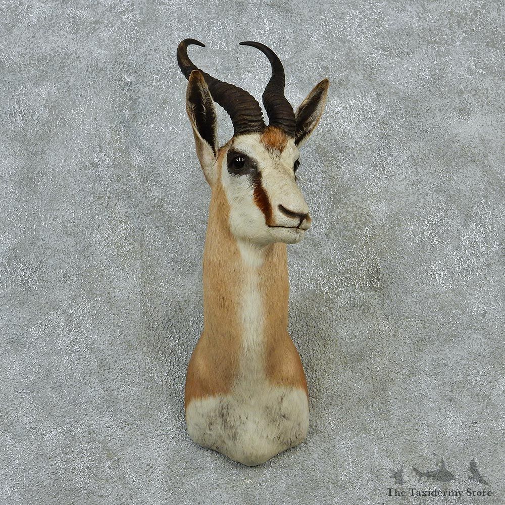 African Springbok Taxidermy Shoulder Mount For Sale