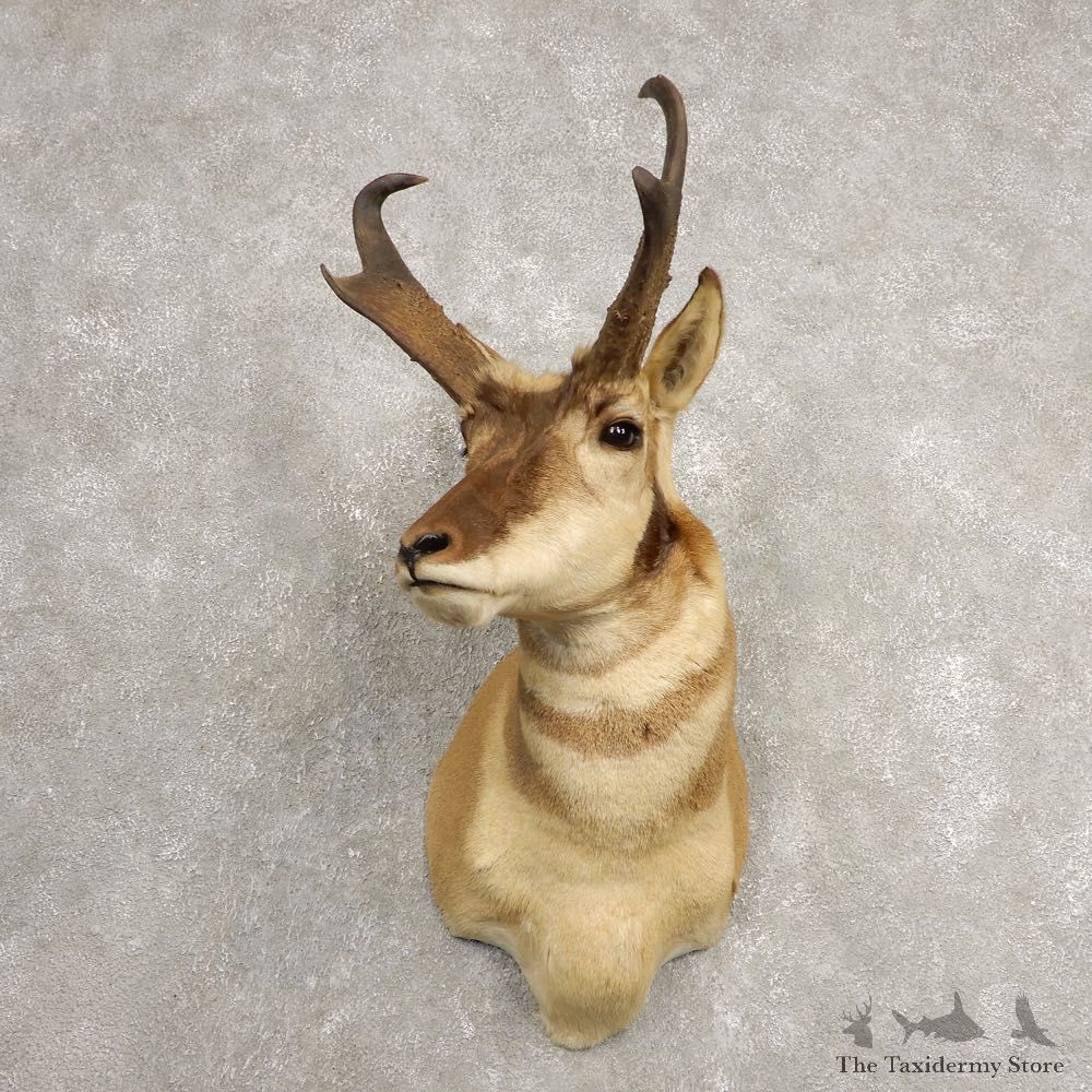 Pronghorn Antelope Shoulder Mount For Sale #20471 @ The Taxidermy-Store