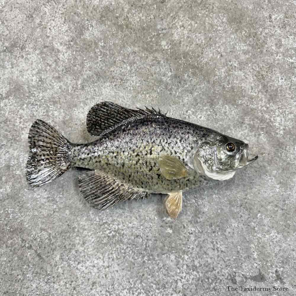Black Crappie Fish Mount For Sale #30772 @ The Taxidermy Store