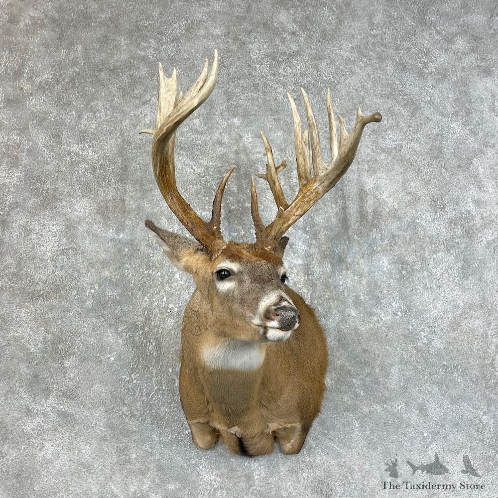 Whitetail Deer Shoulder Mount For Sale #25466 @ The Taxidermy Store