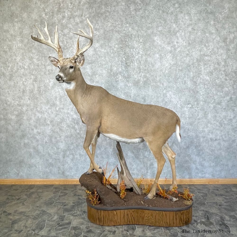 Whitetail Deer Life-Size Mount For Sale #25865 @ The Taxidermy Store