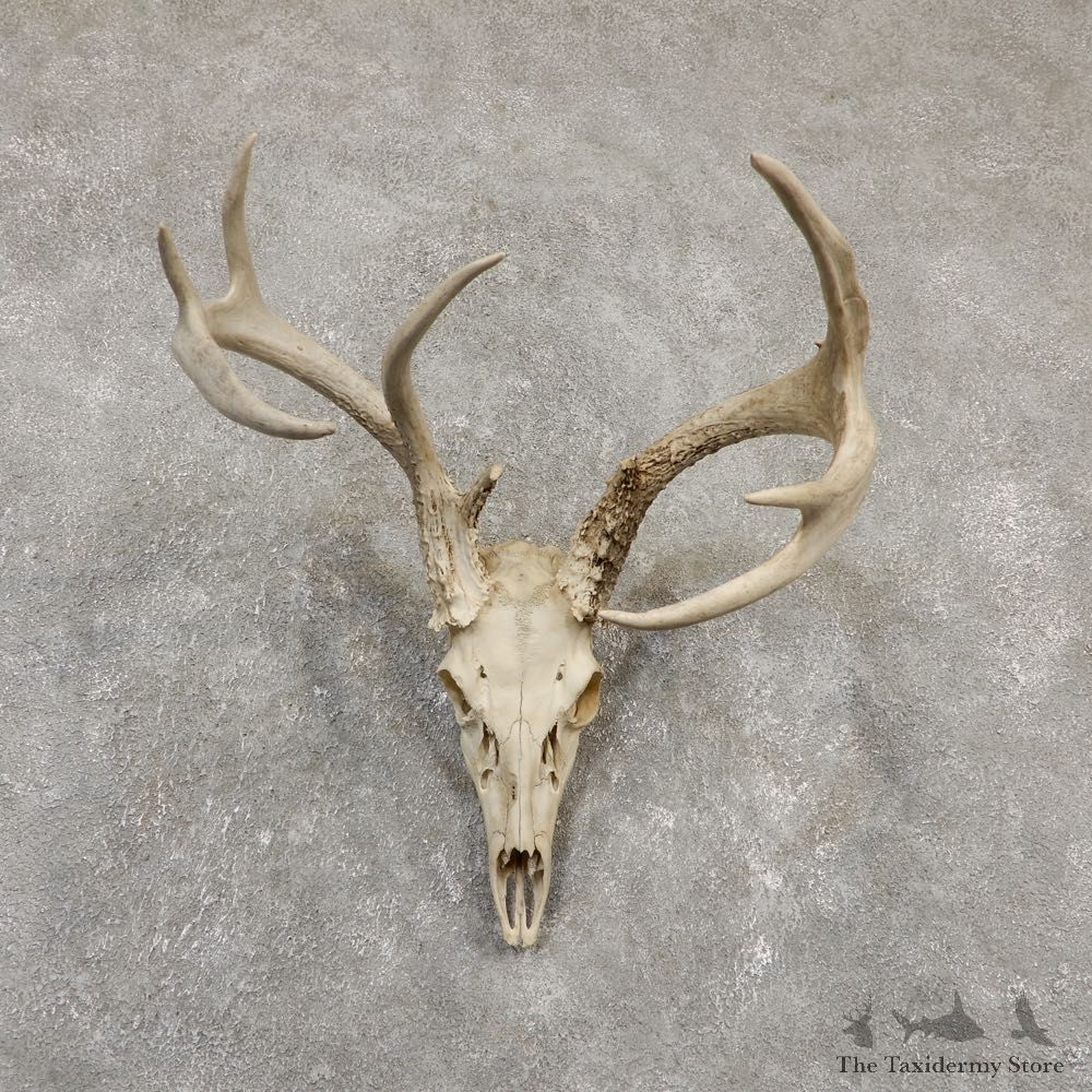 Whitetail Deer Skull European Mount For Sale #20175 @ The Taxidermy Store