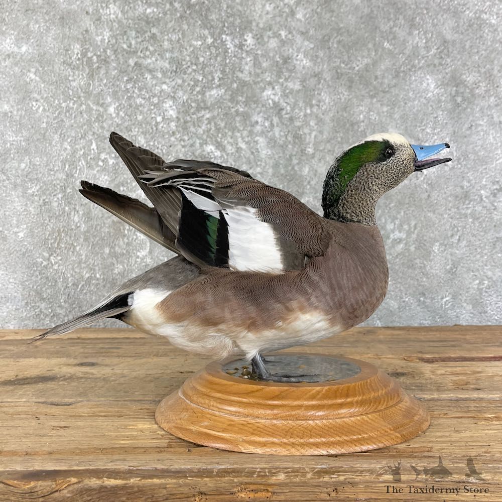 Wigeon Duck Bird Mount For Sale #26190 @ The Taxidermy Store