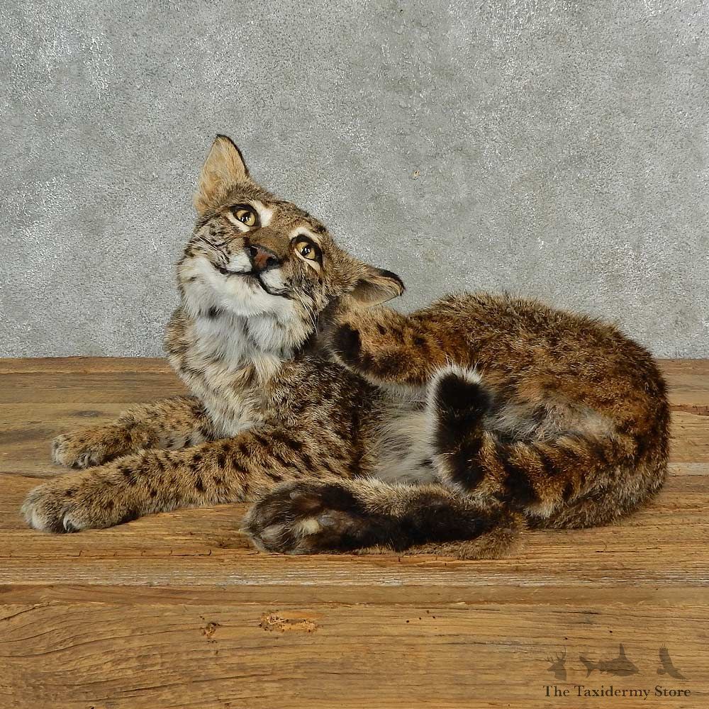 Bobcat Life-Size Mount For Sale #17007 @ The Taxidermy Store