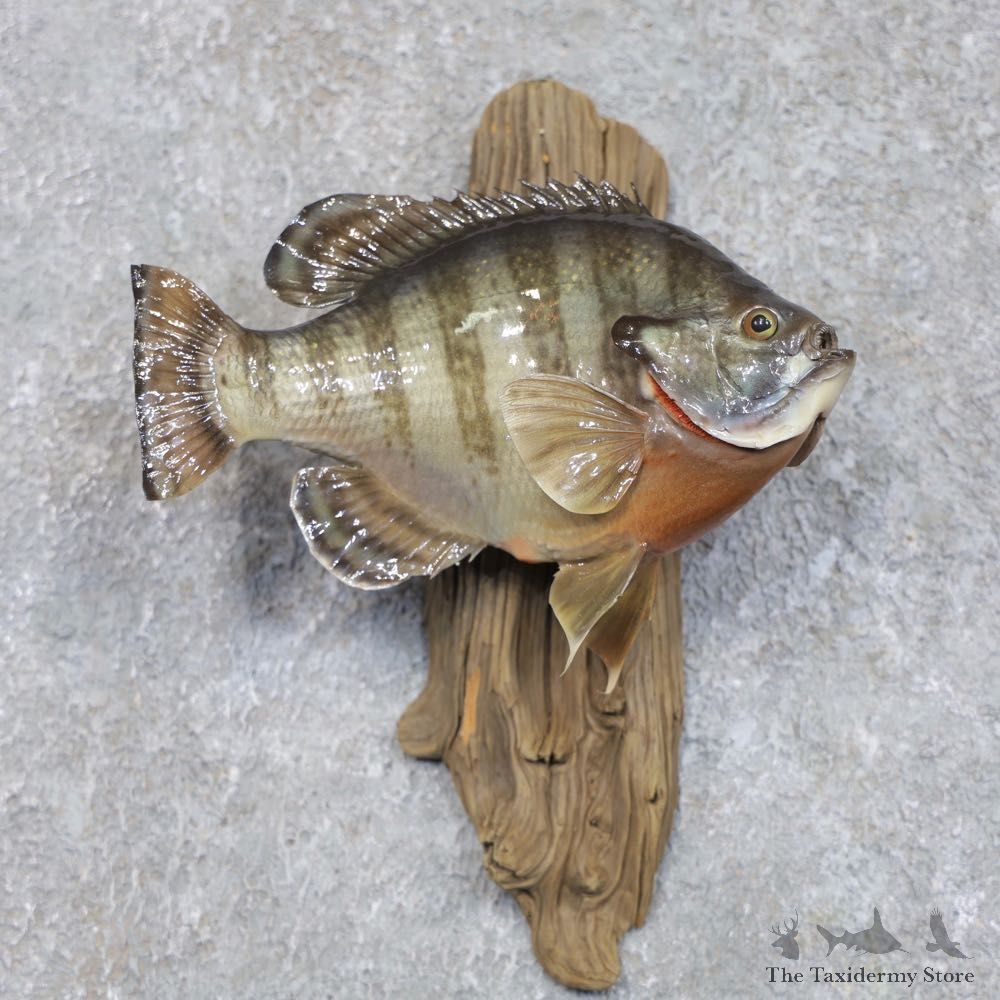 Bluegill Taxidermy Fish Mount #22282 For Sale @ The Taxidermy Store