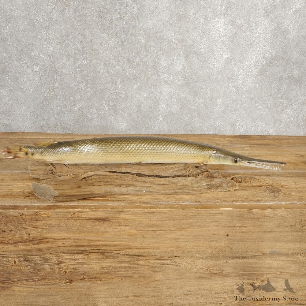 Shortnose Gar Fish Mount For Sale #21040 @ The Taxidermy Store