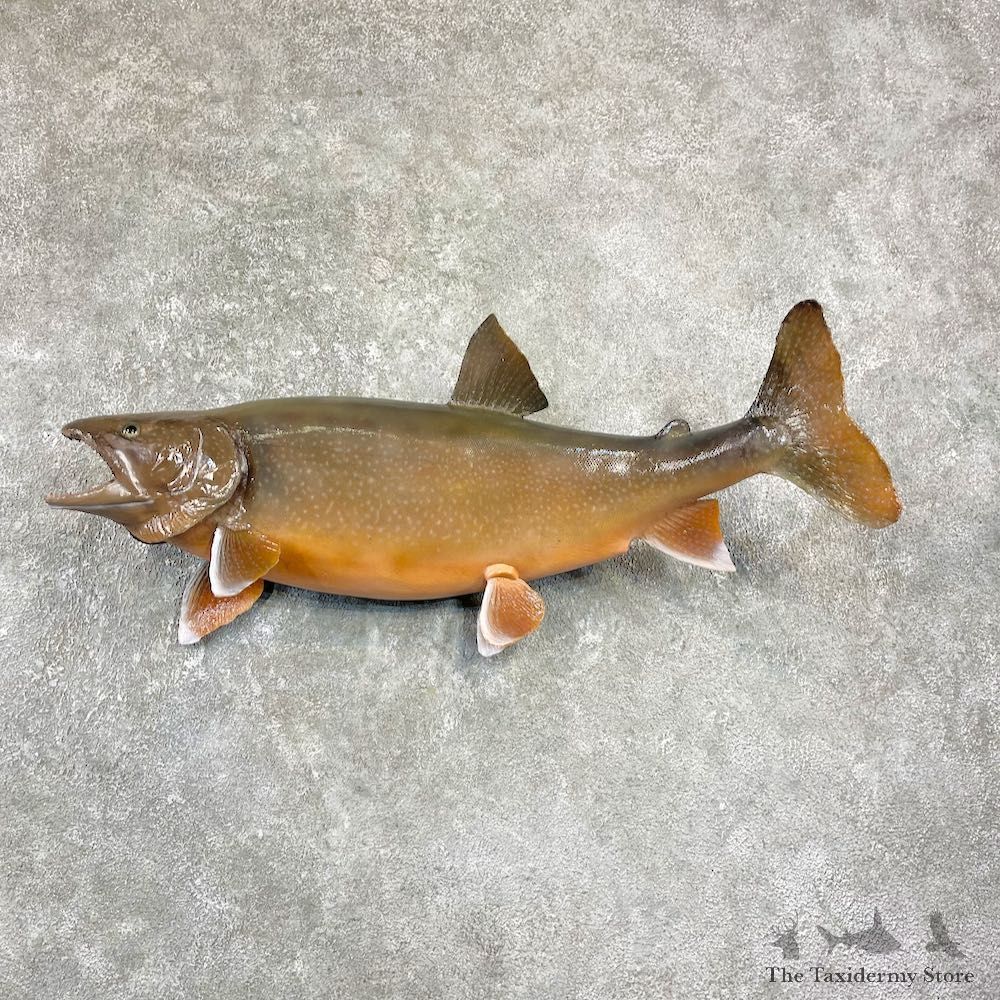 Lake Trout Freshwater Fish Mount For Sale #25955 @ The Taxidermy Store