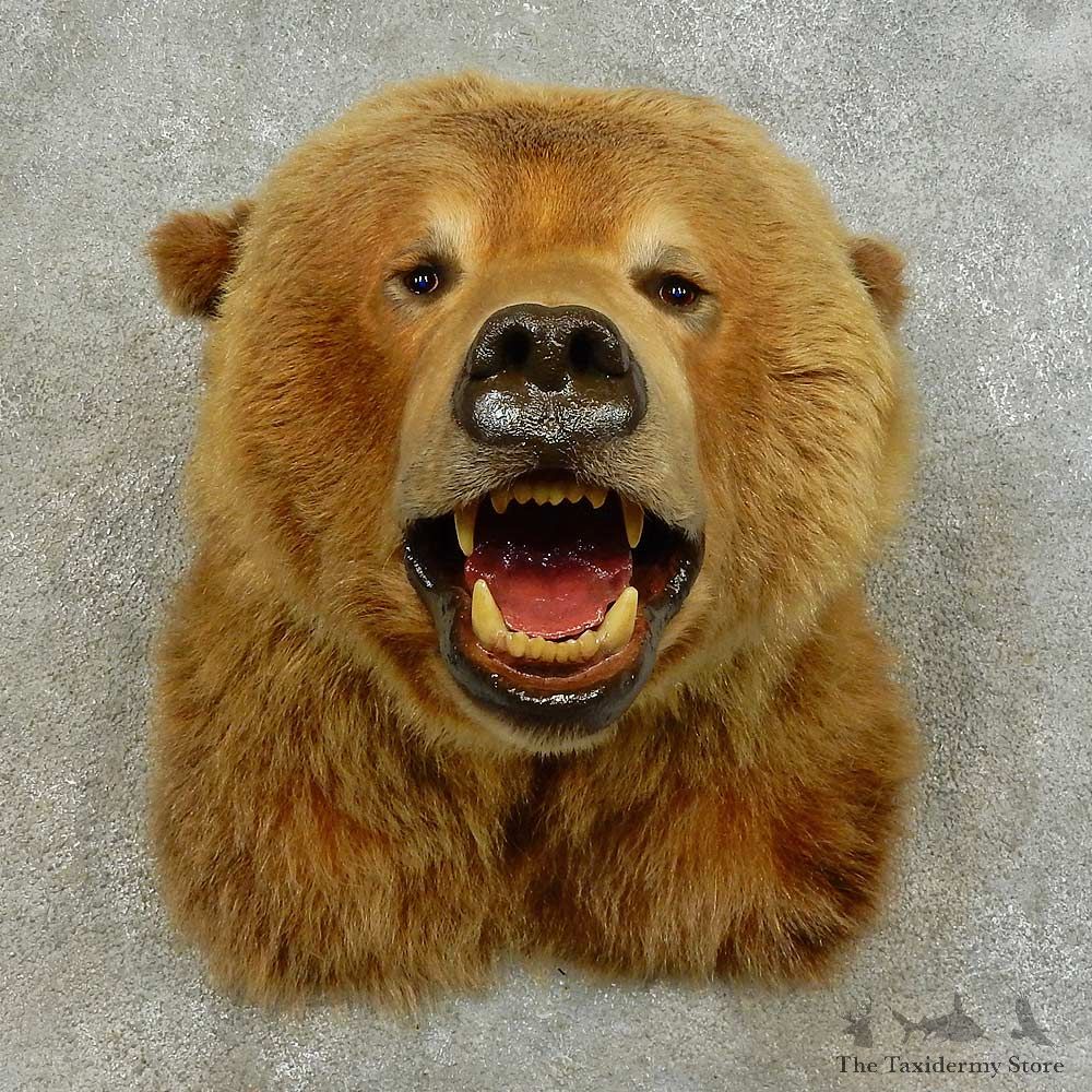 Grizzly Bear Shoulder Mount For Sale #16387 @ The Taxidermy Store