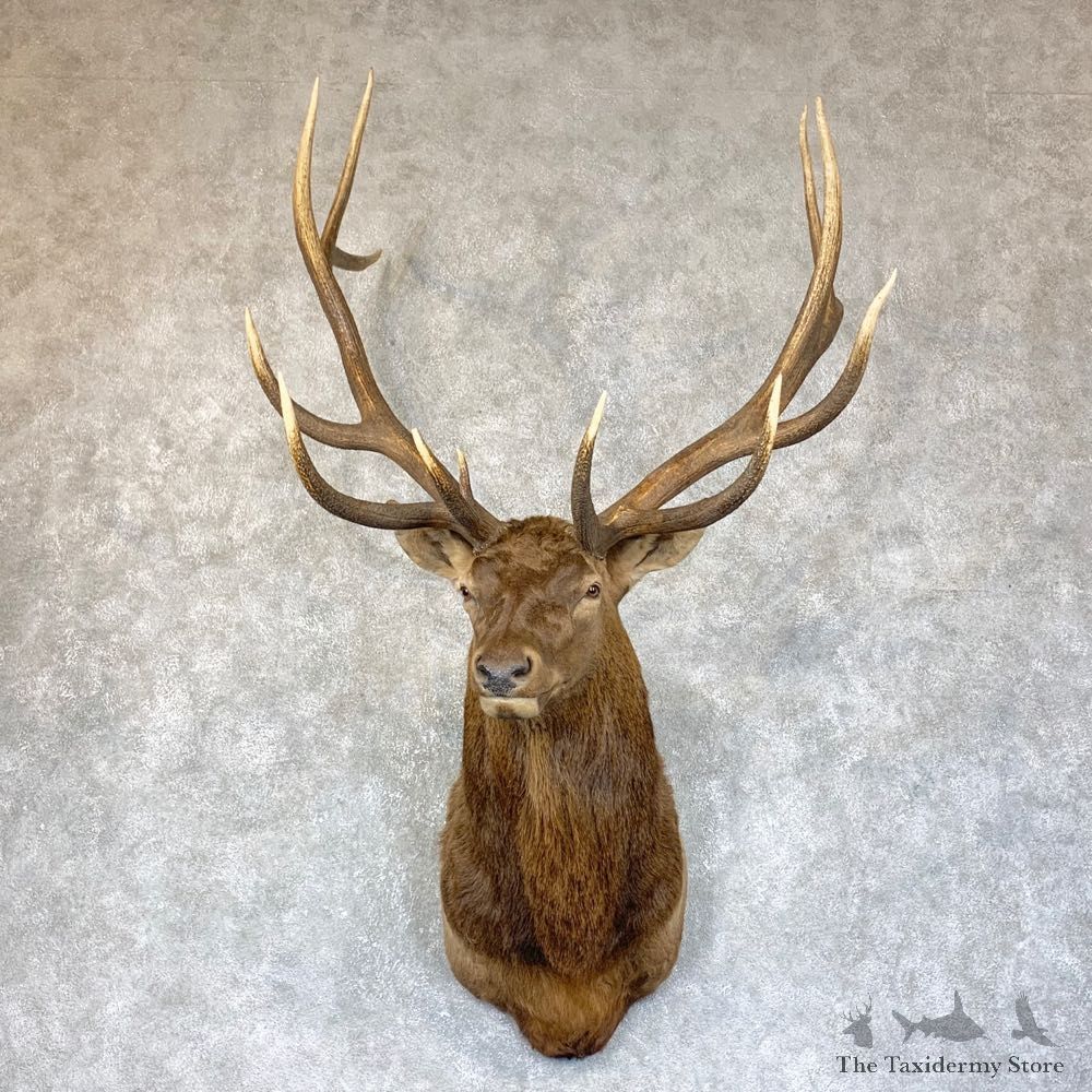 Rocky Mountain Elk Shoulder Mount For Sale #23757 @ The Taxidermy Store