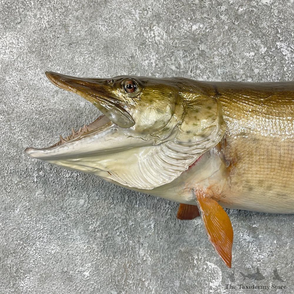 Musky Taxidermy Fish Mount For Sale #25929 @ The Taxidermy Store