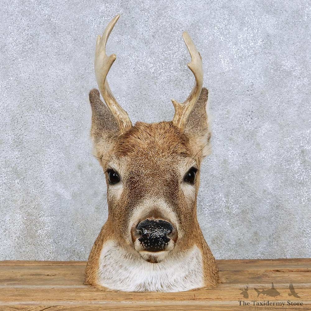 Whitetail Deer Head Mount For Sale #13960 @ The Taxidermy Store