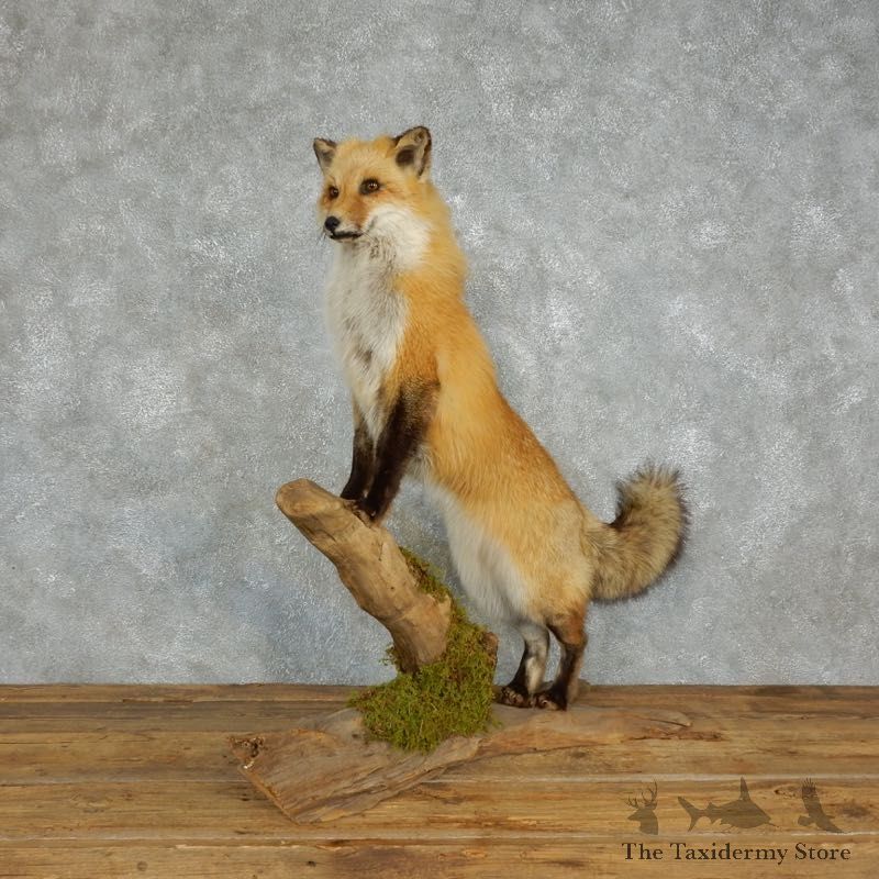 Red Fox Life Size Mount #18219 For Sale @ The Taxidermy Store