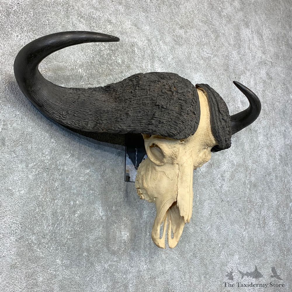 Cape Buffalo Skull Taxidermy Mount For Sale #22687 For Sale @ The Taxidermy Store