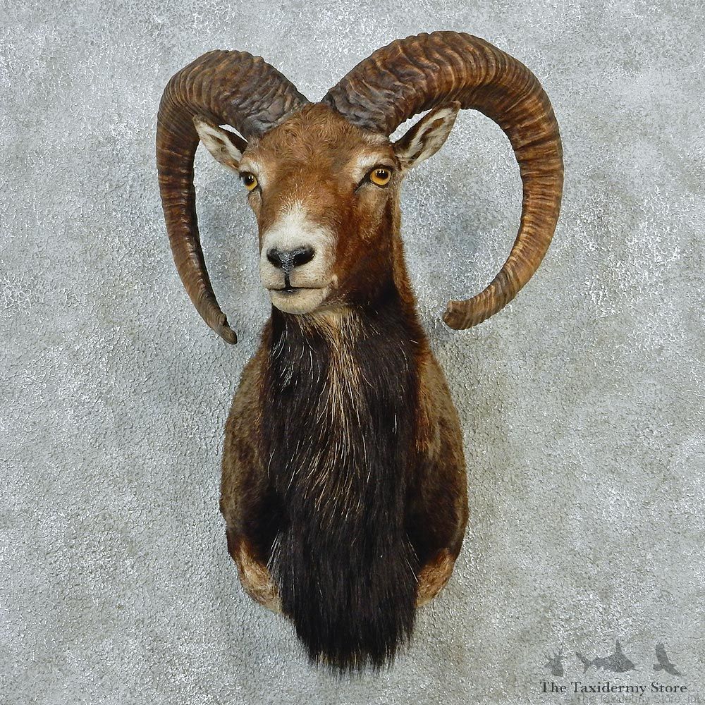 Mouflon Ram Sheep Taxidermy Shoulder Mount #12652 For Sale @ The Taxidermy Store