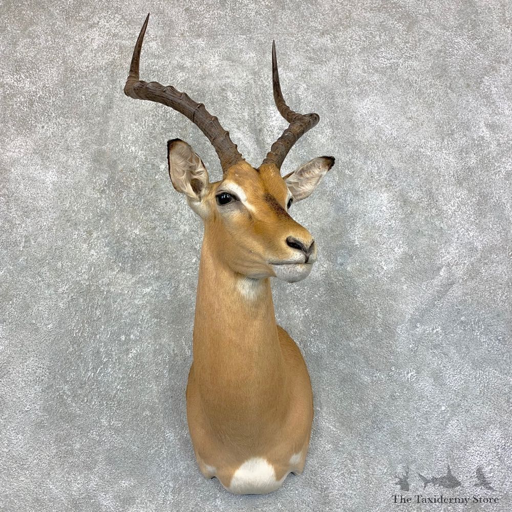 African Impala Shoulder Mount #22863 For Sale @ The Taxidermy Store