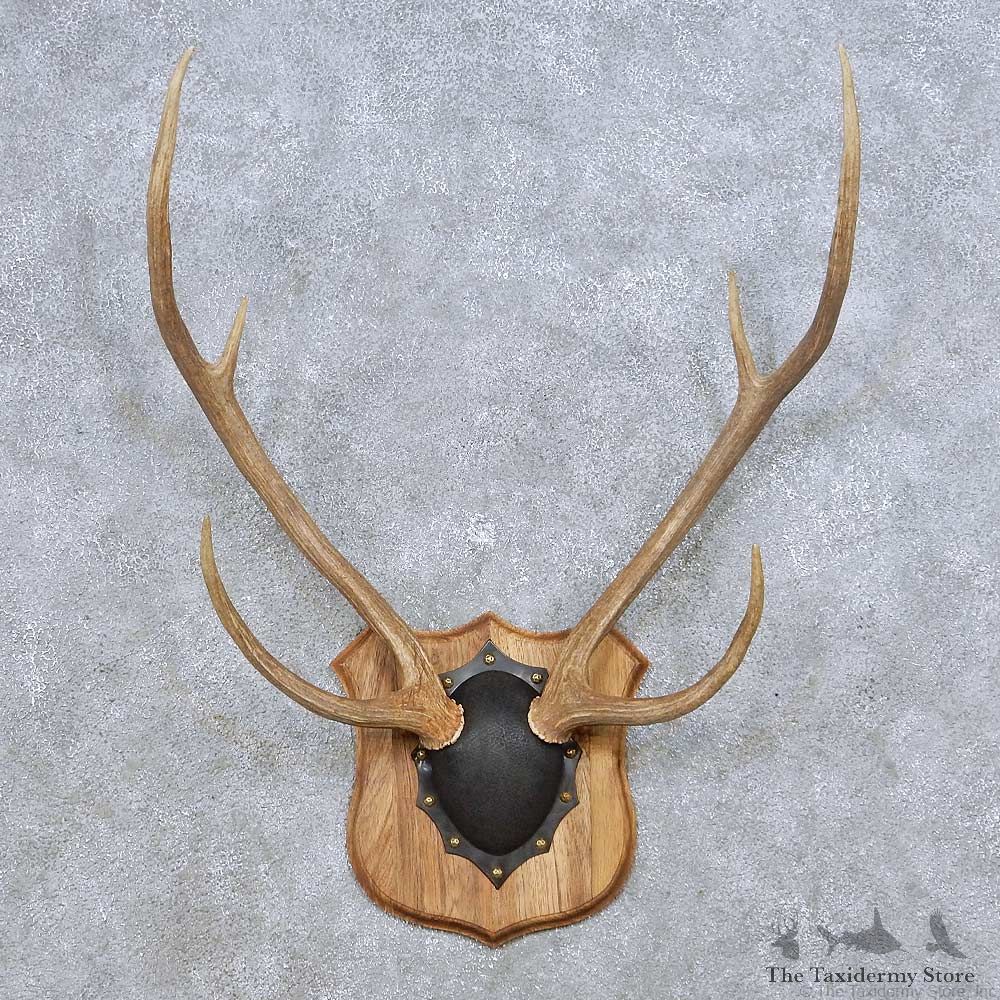 Axis Deer Antler Plaque For Sale #14069 @ The Taxidermy Store