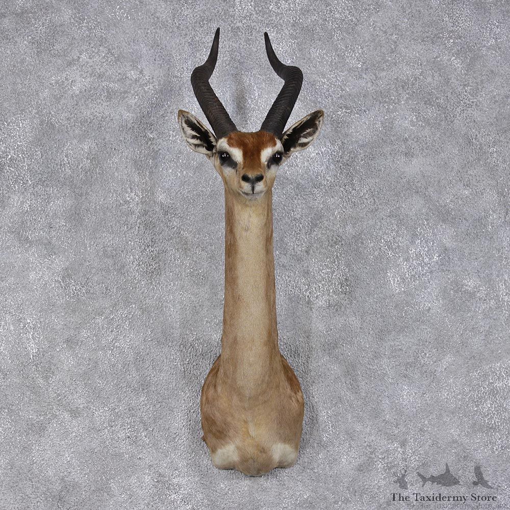 African Gerenuk Shoulder Taxidermy Head Mount #12476 For Sale @ The Taxidermy Store