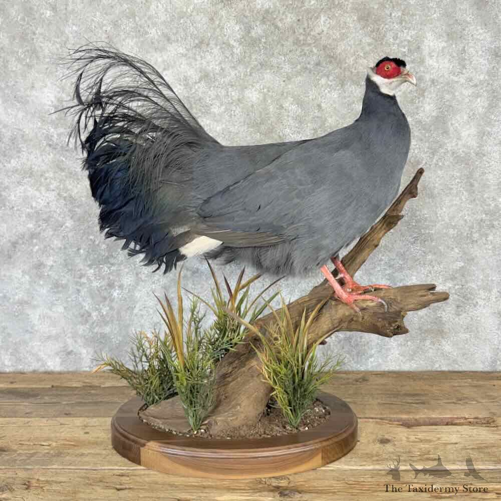 Blue-Eared Pheasant Bird Mount For Sale #32282 @ The Taxidermy Store