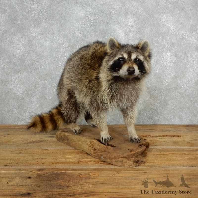 Raccoon Life-Size Mount For Sale #18150 @ The Taxidermy Store