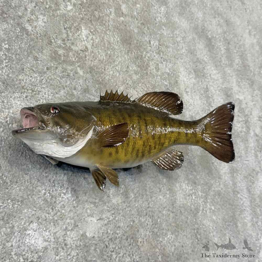 Smallmouth Bass Fish Mount For Sale #32221 @ The Taxidermy Store