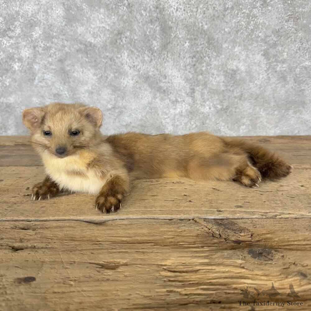 American Pine Marten Mount For Sale #30833 @ The Taxidermy Store