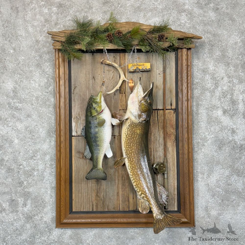 Northern Pike & Largemouth Bass Fishing Display For Sale #29341 @ The Taxidermy Store